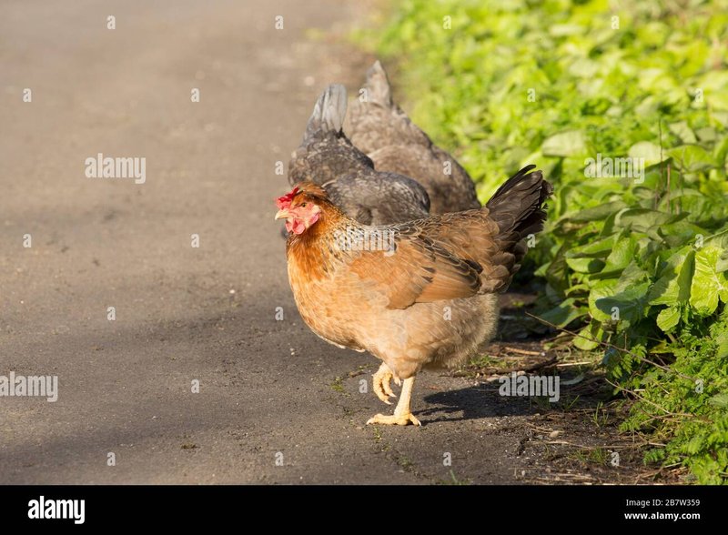 Image: Descubre los Secretos detrás del Juego de Azar de la Calle de la Pollo en España