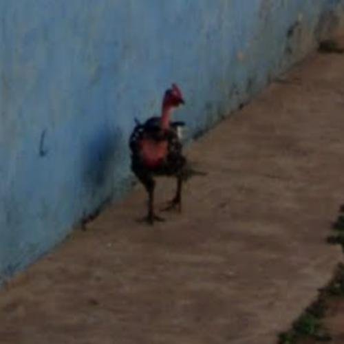 Jugar chicken road - Descubre la Emoción de Jugar en la Carretera del Pollo en España Jugar chicken road - Descubre la Emoción de Jugar en la Carretera del Pollo en España