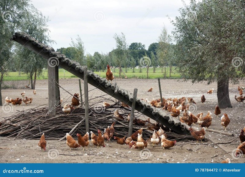 Chicken road gokkast, chicken road game