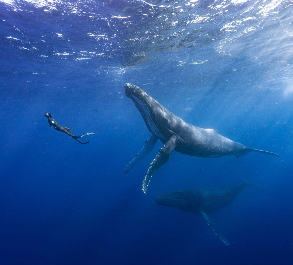 tonga whale swim day trip